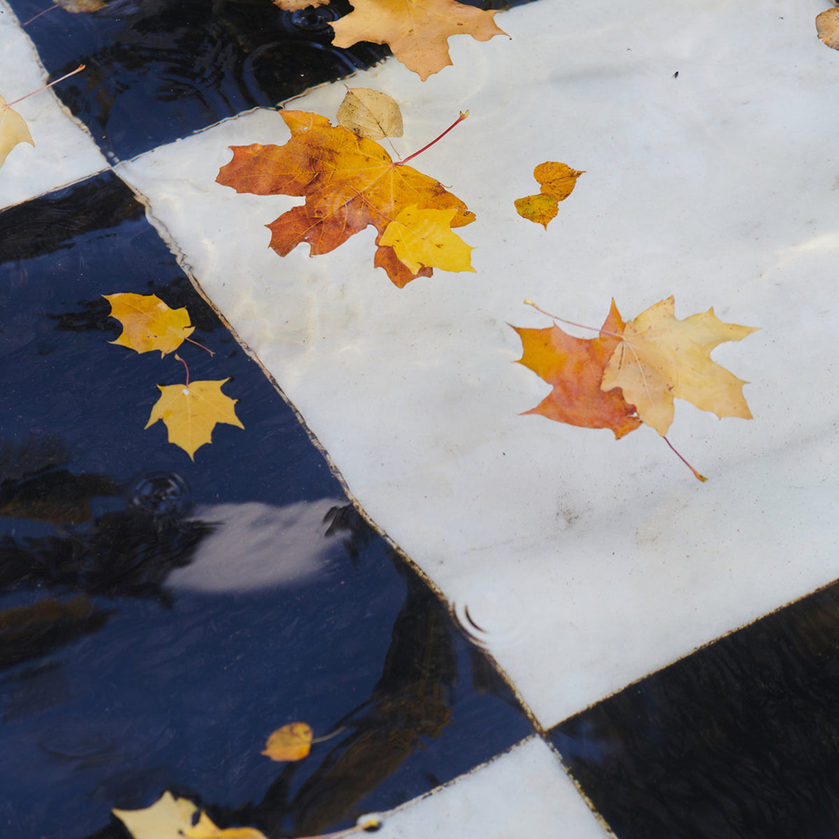 leaves floating on the surface of water in a pool
