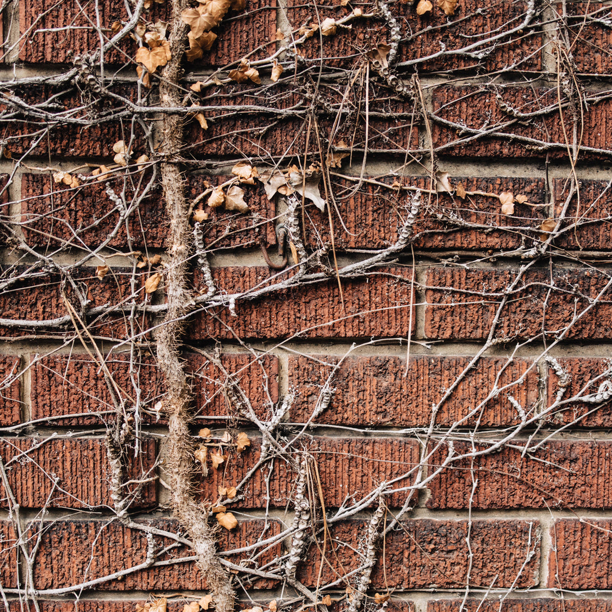 a close-up view of leafless ivy roots covering a brick wall