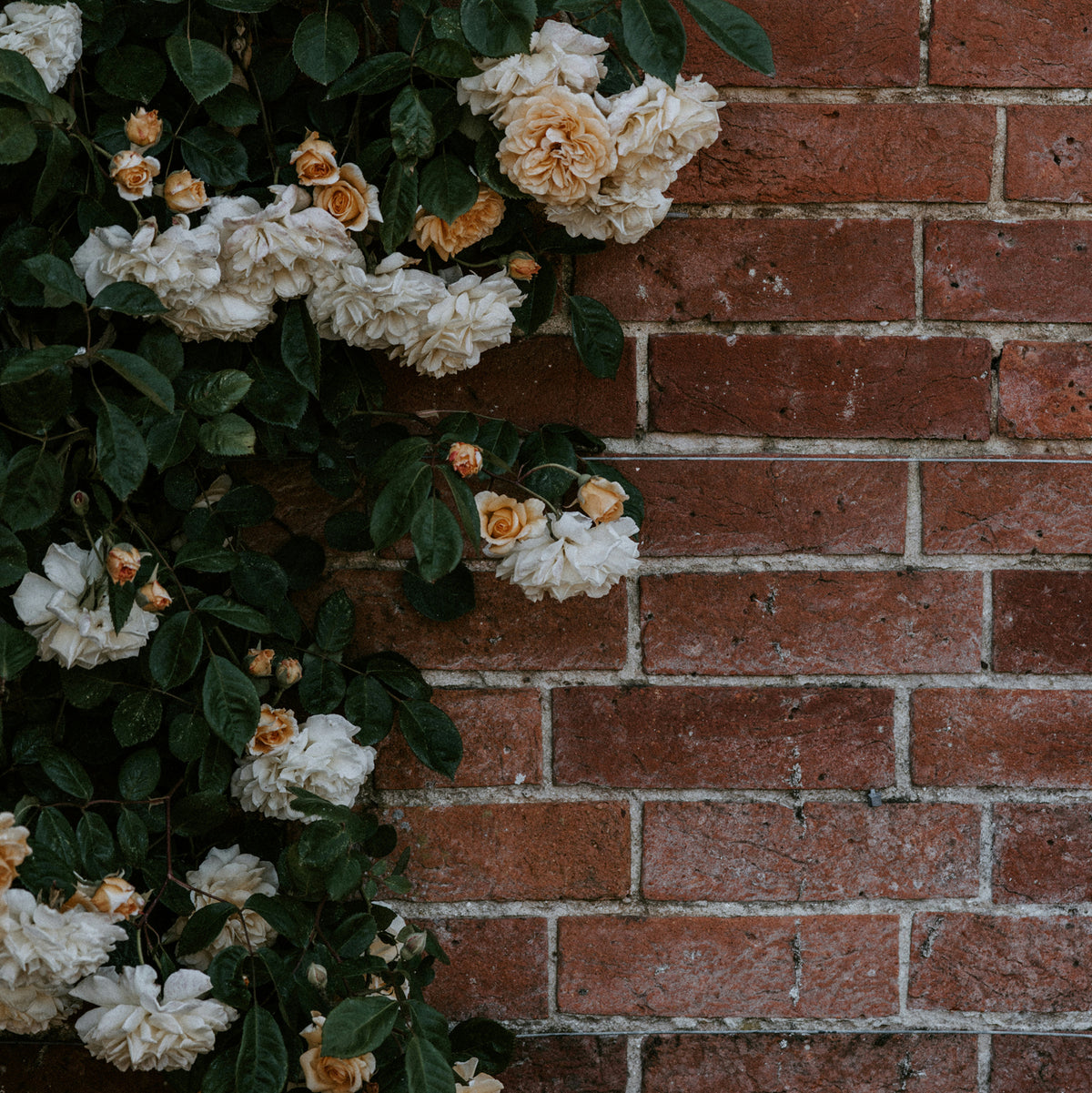 blooming white flowers covering half a brick wall